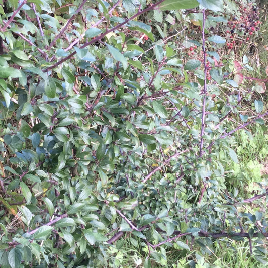 A dense green leafy plant with reddish-purple stems growing outdoors among grass and other vegetation.