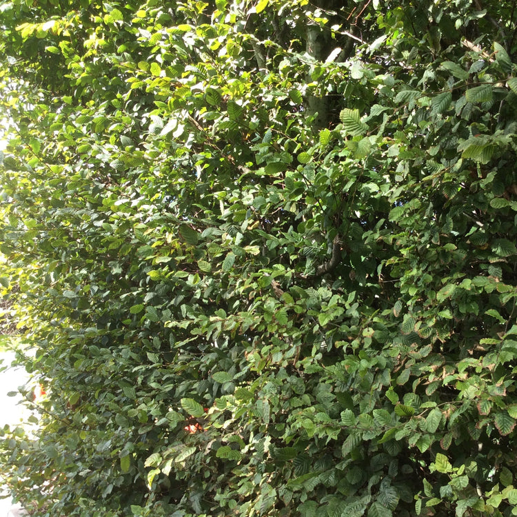 A dense green leafy hedge or shrub filling the frame, photographed outdoors with natural light and some bright highlights on the left side.
