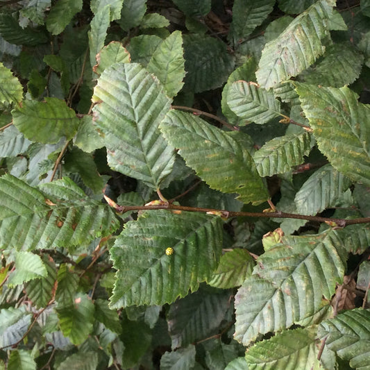 Close-up of green leafy vines with ribbed oval leaves and thin brown stems filling the frame.