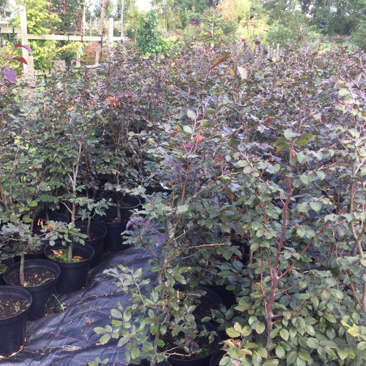 A row of potted ornamental shrubs or small trees with green and burgundy-purple foliage, growing in black plastic pots on a black landscape fabric in an outdoor nursery or garden setting.