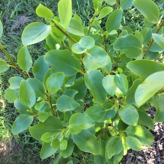 Plant to tolerate coastal areas