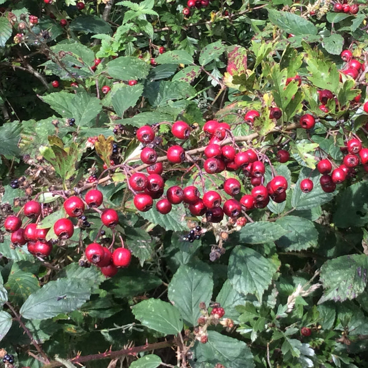 Clusters of bright red Hawthorn berries growing on a leafy green shrub in a natural outdoor setting.