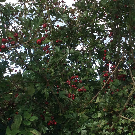 A dense Hawthorn shrub with green leaves and clusters of small red berries, photographed outdoors against a pale sky.
