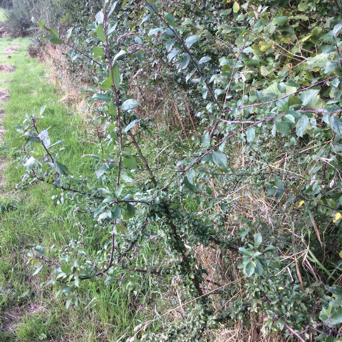 A dense green Blackthorn hedge growing along the side of a grassy field, with visible branches, leaves, and natural outdoor surroundings.