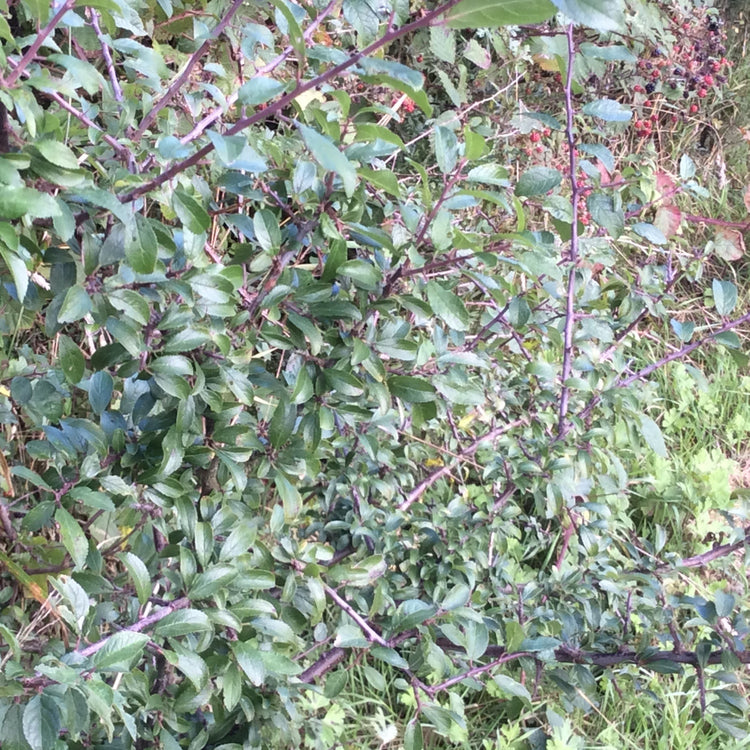 A dense green leafy plant with reddish-purple stems growing outdoors among grass and other vegetation.