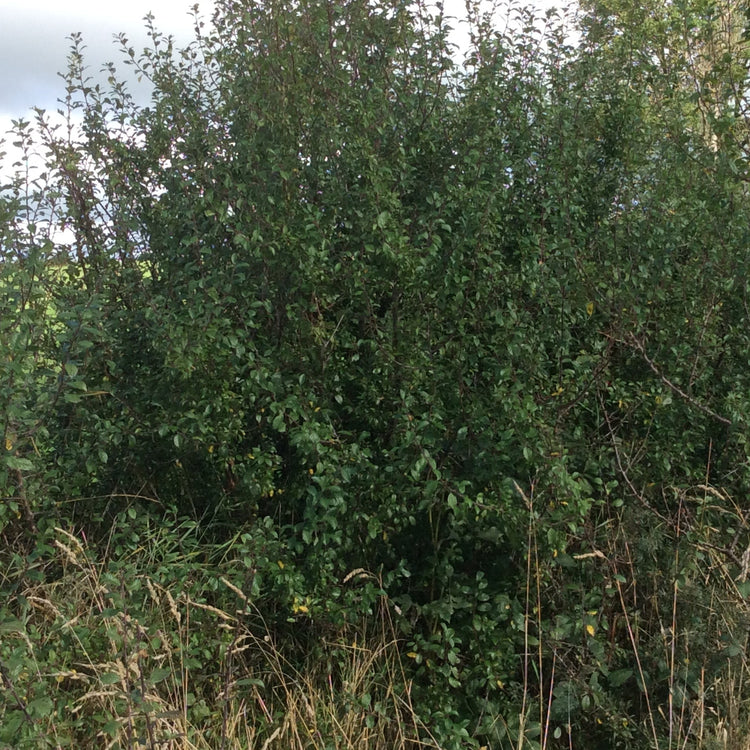 A dense green Blackthorn bush or with leafy foliage, surrounded by dry grass and trees in an outdoor setting.
