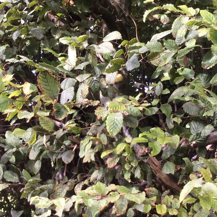 Close-up of dense green leaves and branches of a Hornbeam tree in natural outdoor light.