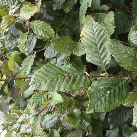 Close-up of green leafy Hornbeam branches with textured, ribbed leaves and thin brown stems.