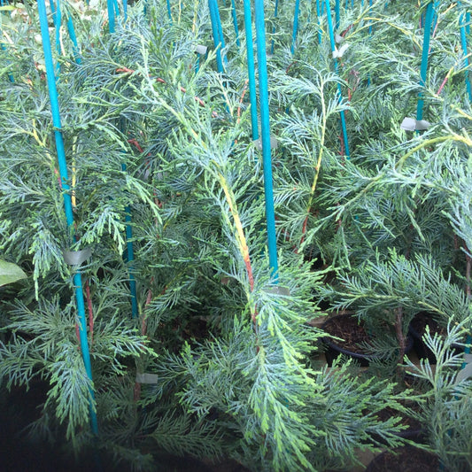 A close-up view of dense green evergreen shrubs or young trees with blue stakes supporting the branches in a nursery setting.