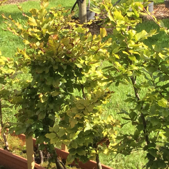 Green leafy shrubs growing in a garden bed outdoors, with grass and mulch visible in the background.