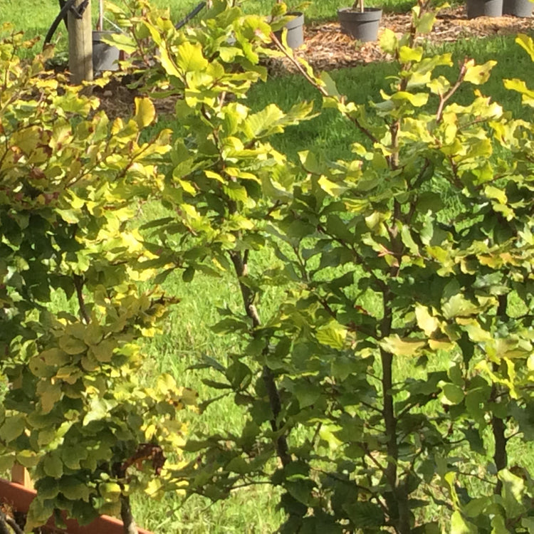 A close-up view of a leafy green Beech hedge in a garden setting, with grass and potted plants visible in the background.