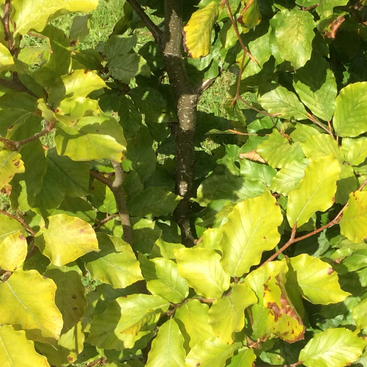 Close-up of green and yellow leaves on a tree branch with brown bark in natural outdoor light.