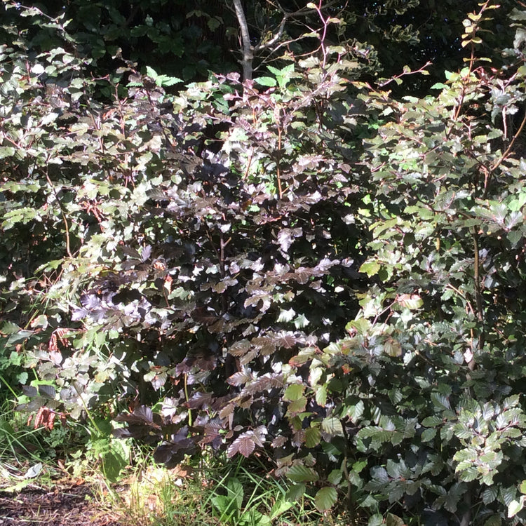 A dense shrub with dark green to purplish-gray leaves and reddish stems, photographed outdoors in natural light.