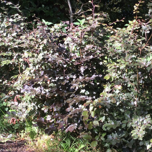 A dense shrub with dark green to purplish-gray leaves and reddish stems, photographed outdoors in natural light.