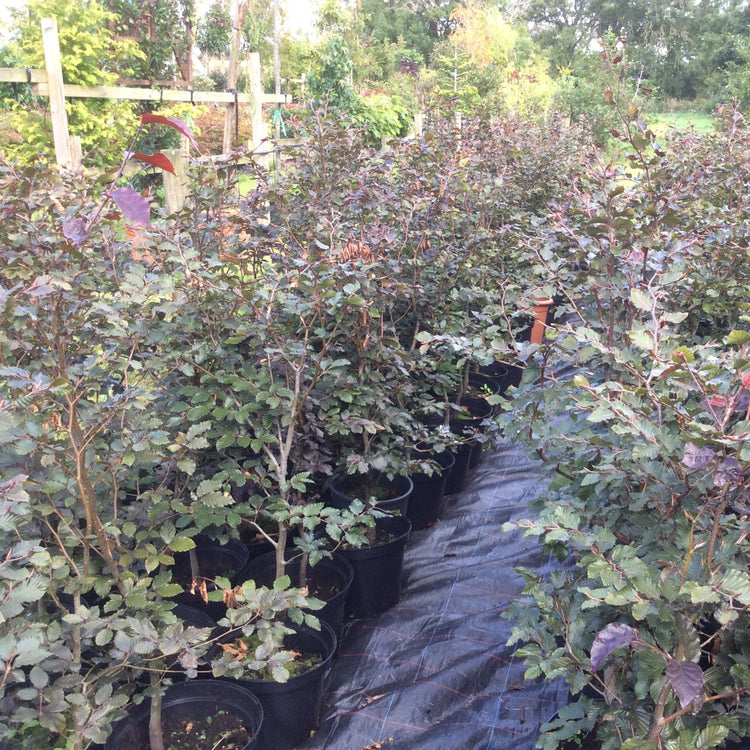 Rows of potted Purple Beech with burgundy-purple foliage, arranged outdoors in a nursery or garden center on a black landscape fabric path.