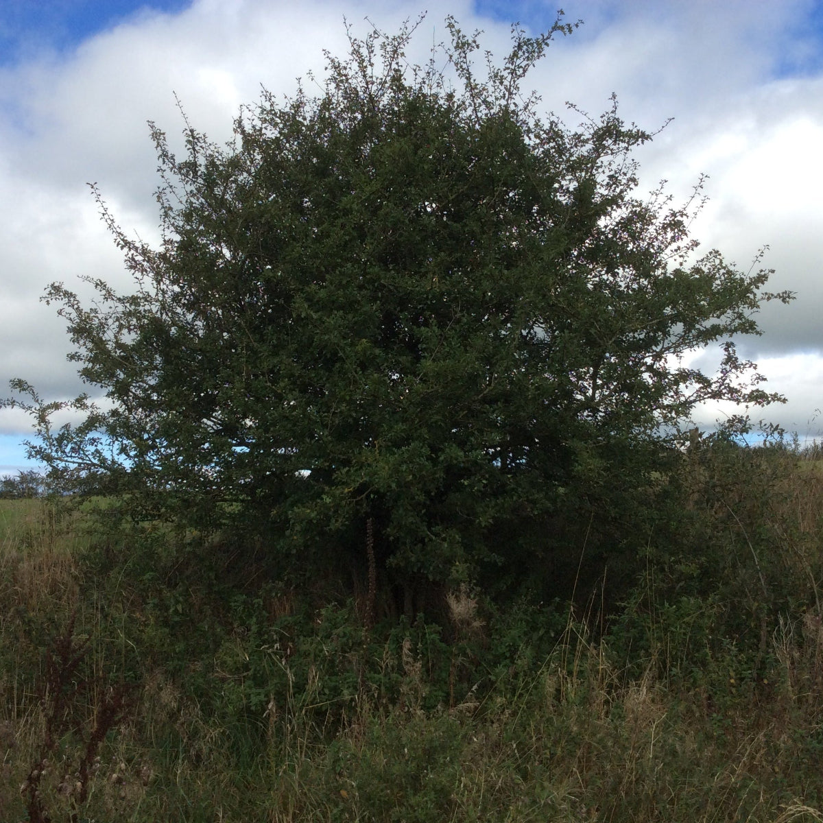 A large, leafy green tree standing in an open grassy field under a cloudy blue sky.