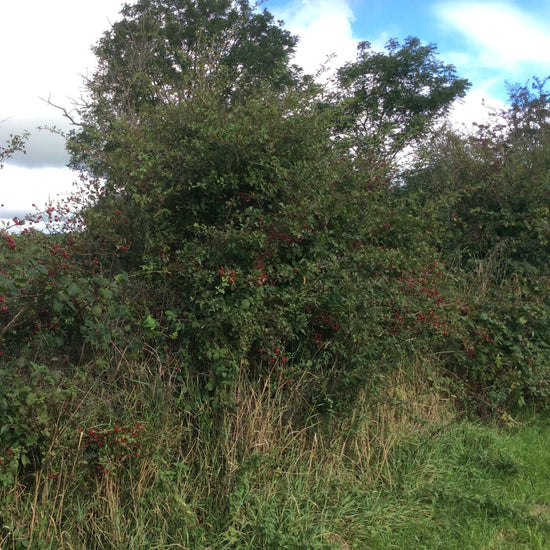 A dense patch of green Hawthorn shrubs and bushes with clusters of small red berries, growing in tall grass under a cloudy blue sky.