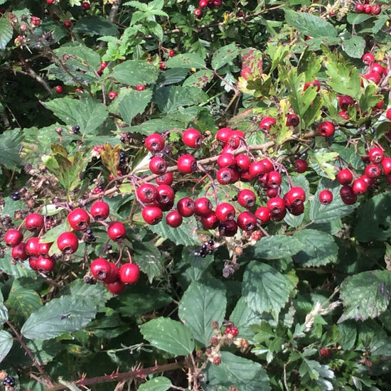 Clusters of bright red Hawthorn berries growing on a leafy green shrub in a natural outdoor setting.