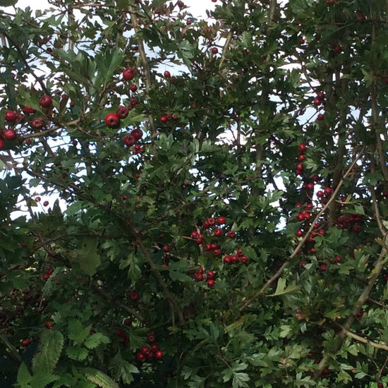 A dense Hawthorn shrub with green leaves and clusters of small red berries, photographed outdoors against a pale sky.