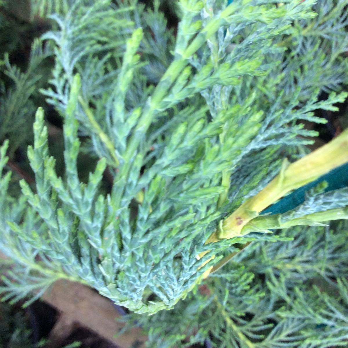 Close-up of a blue-green conifer shrub or tree branch with dense feathery foliage and a small yellow-green stem visible on the right.