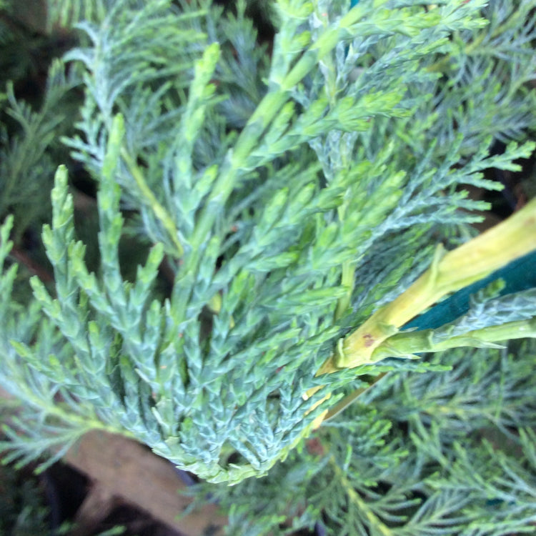 Close-up of a blue-green conifer shrub or tree branch with dense feathery foliage and a small yellow-green stem visible on the right.