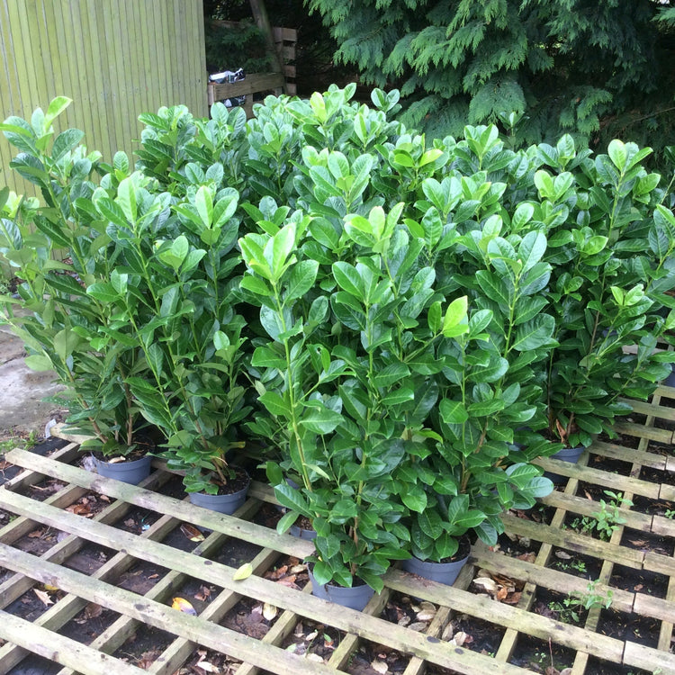 Several potted Cherry Laurel plants with glossy green leaves arranged on a wooden trellis in an outdoor garden setting. ( Prunus laurocerasus ).