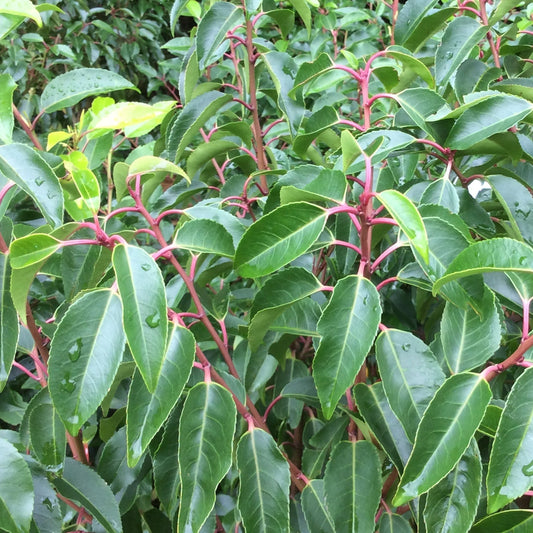 Close-up of a leafy green plant with glossy oval leaves and reddish stems, photographed outdoors with water droplets on the leaves.