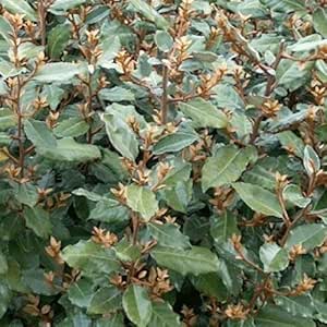 Hardy plants for uk regions