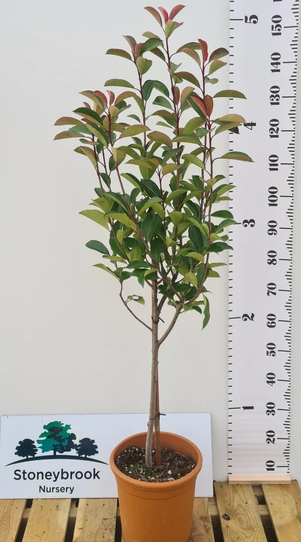 Red Robin: Photinia Serrulata: Quarter Standard