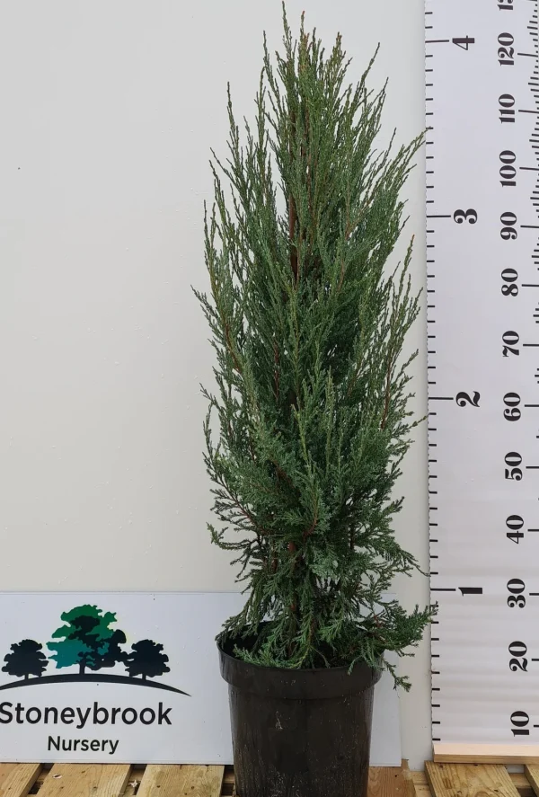 Blue Arrow Conifer: Juniperus Scopulorum 200cm