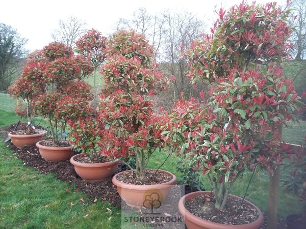 Photinia (Red Robin Mable ) Pom Pom 90lt pot