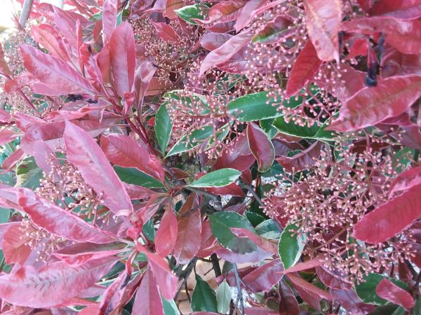 Photinia (Red Robin Parachute) 55lt pot - Image 3