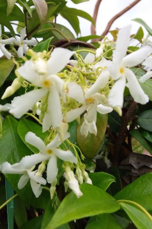 Rhyncospermum Jasminoides (Jasmine) Framed