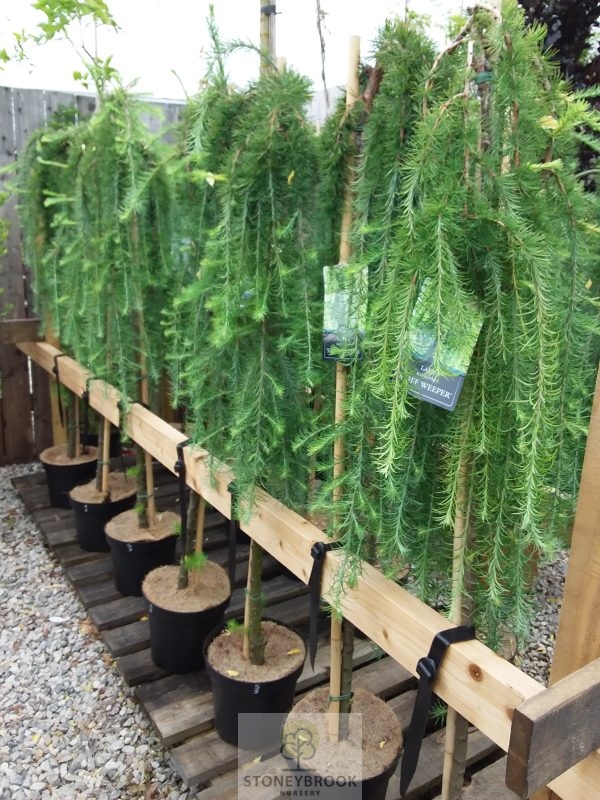 Larix Kaempferi ' Stiff Weeper ' 1/2 standard - Image 2