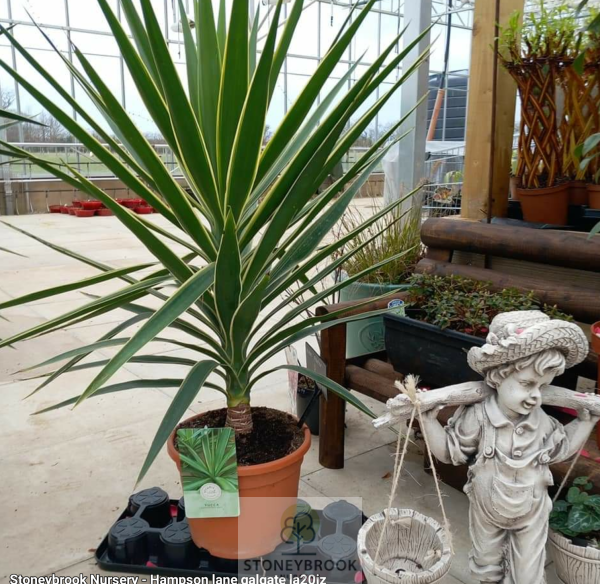 Yucca Shrub