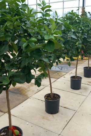 Lemon Shrub - Citrus