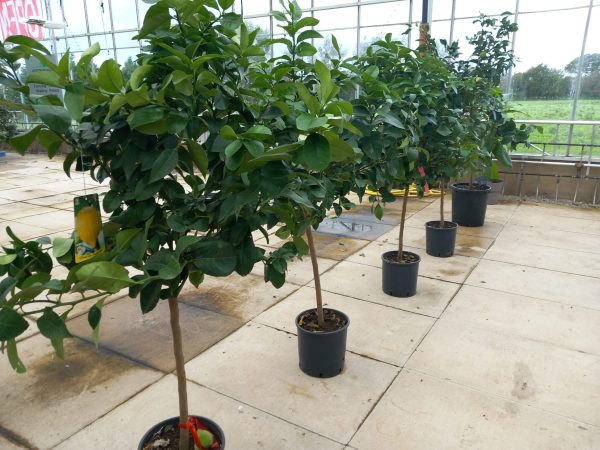 Lemon Shrub - Citrus