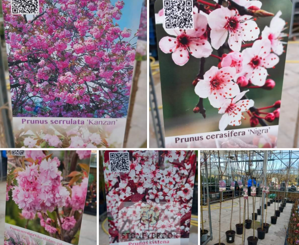 Flowering cherry tree