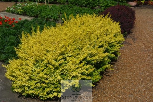 Berberis thunbergii 'Barberry'