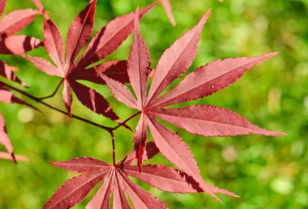Acer Palmatum: Atropurpureum