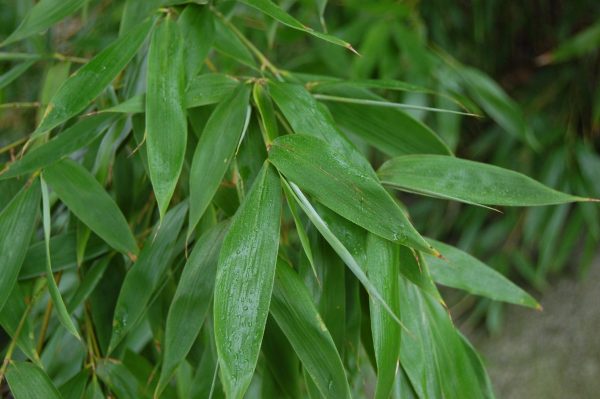 PHYLLOSTACHYS AUREA (Bamboo ) CLT 18 H 200 - 250 CM - Image 3