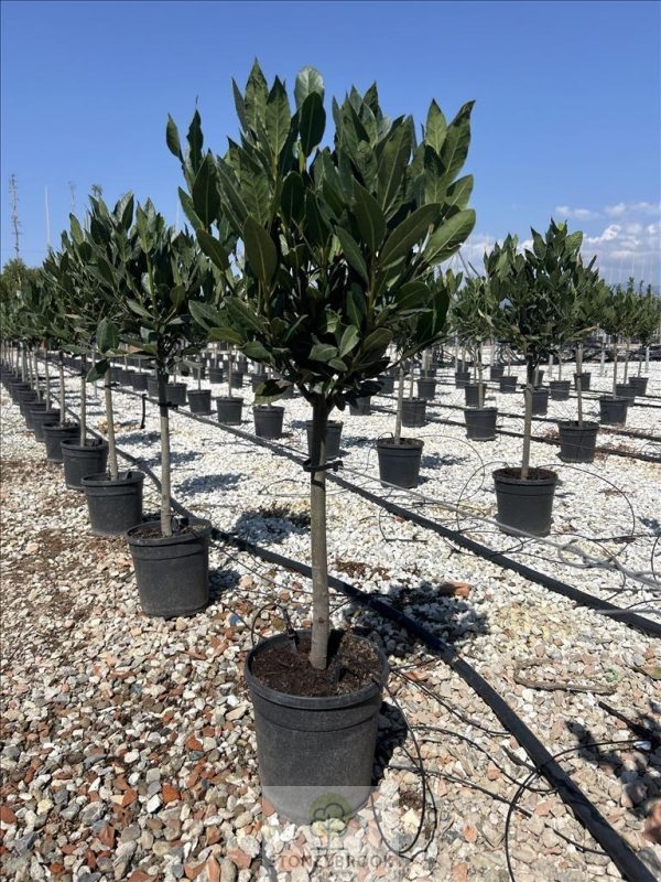 Laurus nobilis - Bay Tree 1/2 standard