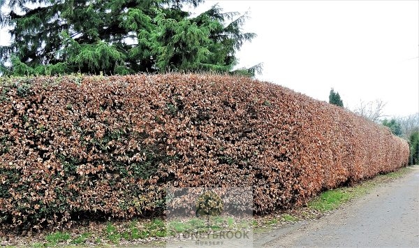 Beech whip ' Purple Fagus Sylvatica '  45 - 60cm - Image 2