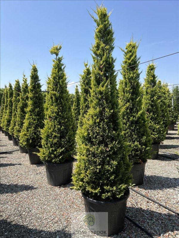 Italian Cypress: Cupressus Gold Rider 300-350cm