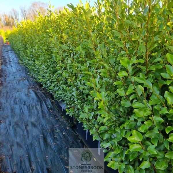 Griselinia - Littoralis