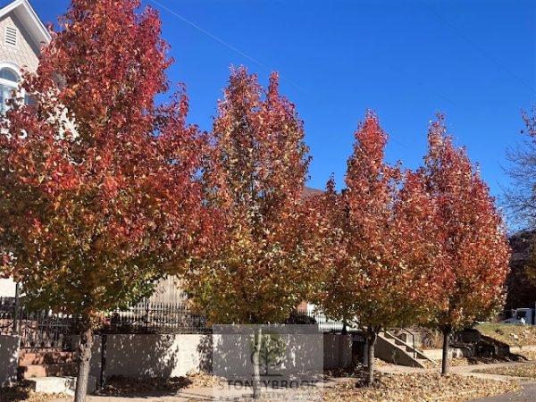 Pyrus calleryana 'Chanticleer' Ornamental Pear