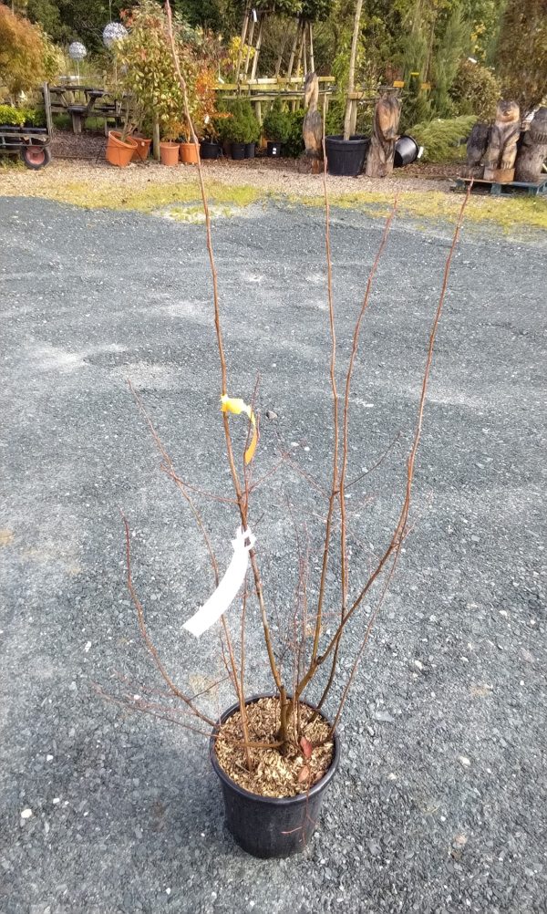Amelanchier lamarckii snowy June berry tree - Image 2