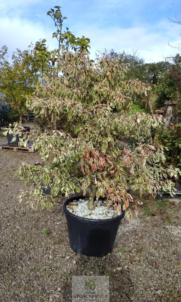 Cornus Controversa Variegata (Wedding Cake Tree) - Image 2