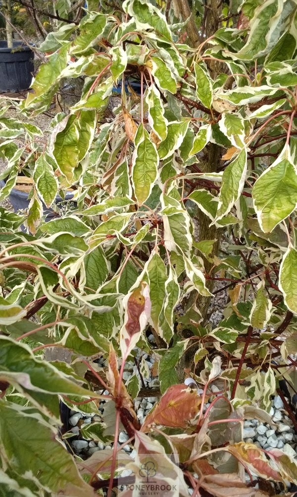 Cornus Controversa Variegata (Wedding Cake Tree)
