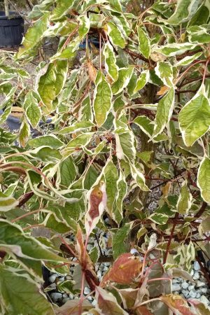 Cornus Controversa Variegata (Wedding Cake Tree)